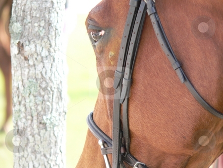 To use this stock image in your creative project, please select the size you need over to the right and click the "Add to Cart" button.
Your downloaded image will come with the Cutcaster watermark removed so don’t worry about the watermark you see on this page. The Horse stock photo, Horse photo by Perry Correll