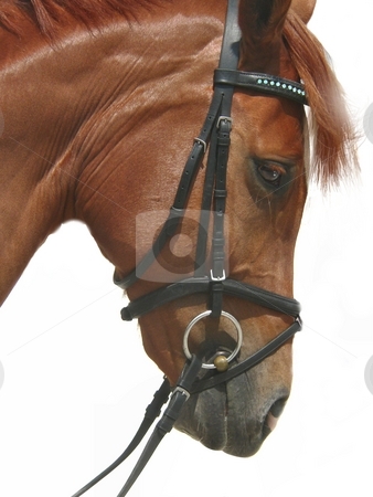 To use this stock image in your creative project, please select the size you need over to the right and click the "Add to Cart" button.
Your downloaded image will come with the Cutcaster watermark removed so don’t worry about the watermark you see on this page. The Horse stock photo, Horse photo by Perry Correll
