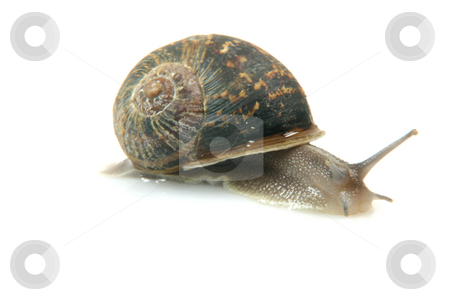 To use this stock image in your creative project, please select the size you need over to the right and click the "Add to Cart" button.
Your downloaded image will come with the Cutcaster watermark removed so don’t worry about the watermark you see on this page. Isolated snail stock photo, Comon garden snail isolated on white background by EVANGELOS THOMAIDIS
