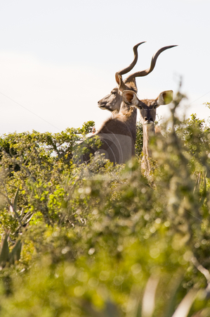 To use this stock image in your creative project, please select the size you need over to the right and click the "Add to Cart" button.
Your downloaded image will come with the Cutcaster watermark removed so don’t worry about the watermark you see on this page. Magnificent Kudu bull and cow stock photo, Magnificent Kudu bull with curling horns, standing between some bushes. by Nicolaas Traut