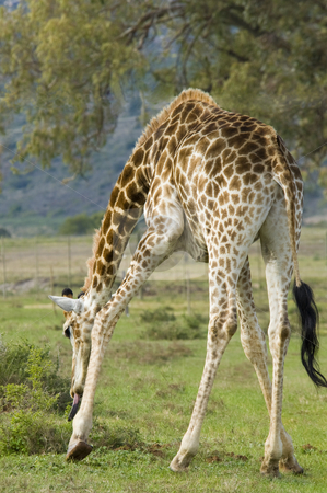 To use this stock image in your creative project, please select the size you need over to the right and click the "Add to Cart" button.
Your downloaded image will come with the Cutcaster watermark removed so don’t worry about the watermark you see on this page. Giraffe grazing stock photo, A giraffe grazing by bending down to reach some low bushes. by Nicolaas Traut