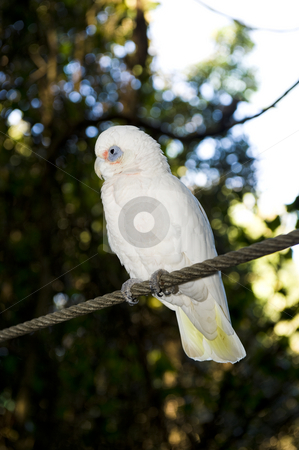 To use this stock image in your creative project, please select the size you need over to the right and click the "Add to Cart" button.
Your downloaded image will come with the Cutcaster watermark removed so don’t worry about the watermark you see on this page. Bare eyed Cockatoo or Little Corellas stock photo, A beautiful Bare eyed Cockatoo also called Little Corella in a wildlife sanctuary. by Nicolaas Traut