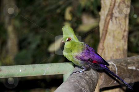 To use this stock image in your creative project, please select the size you need over to the right and click the "Add to Cart" button.
Your downloaded image will come with the Cutcaster watermark removed so don’t worry about the watermark you see on this page. Buffoni Green Turaco stock photo, Buffoni Green Turaco sitting on a branch in a tree. by Nicolaas Traut