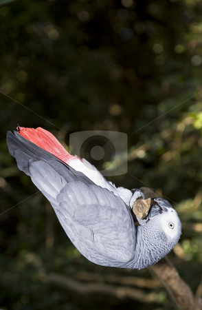 To use this stock image in your creative project, please select the size you need over to the right and click the "Add to Cart" button.
Your downloaded image will come with the Cutcaster watermark removed so don’t worry about the watermark you see on this page. African Grey Parrot stock photo, African Grey Parrot in a sanctuary. by Nicolaas Traut