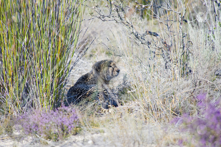 To use this stock image in your creative project, please select the size you need over to the right and click the "Add to Cart" button.
Your downloaded image will come with the Cutcaster watermark removed so don’t worry about the watermark you see on this page. Cheetah resting in the shade stock photo, A cheetah resting in the shade of a bush after making a kill. by Nicolaas Traut