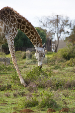 To use this stock image in your creative project, please select the size you need over to the right and click the "Add to Cart" button.
Your downloaded image will come with the Cutcaster watermark removed so don’t worry about the watermark you see on this page. Giraffe grazing stock photo, A giraffe grazing by bending down to reach some low bushes. by Nicolaas Traut
