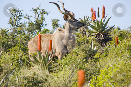 To use this stock image in your creative project, please select the size you need over to the right and click the "Add to Cart" button.
Your downloaded image will come with the Cutcaster watermark removed so don’t worry about the watermark you see on this page. Magnificent Kudu bull stock photo, Magnificent Kudu bull with curling horns, standing between some bushes. by Nicolaas Traut