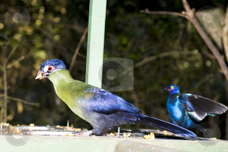 To use this stock image in your creative project, please select the size you need over to the right and click the "Add to Cart" button.
Your downloaded image will come with the Cutcaster watermark removed so don’t worry about the watermark you see on this page. Hartlaubs Turaco stock photo, Hartlaub's Turaco - Turaco hartlaubi feeding. by Nicolaas Traut