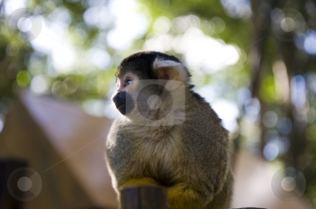 To use this stock image in your creative project, please select the size you need over to the right and click the "Add to Cart" button.
Your downloaded image will come with the Cutcaster watermark removed so don’t worry about the watermark you see on this page. Squirrel monkey stock photo, Adorable squirrel monkey sitting on a fence in a wildlife sanctuary. by Nicolaas Traut