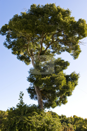 To use this stock image in your creative project, please select the size you need over to the right and click the "Add to Cart" button.
Your downloaded image will come with the Cutcaster watermark removed so don’t worry about the watermark you see on this page. Stone pine agains a blue sky stock photo, Stone pine tree showing a vivid outline against a lovely blue sky. by Nicolaas Traut