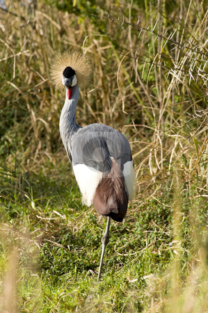 To use this stock image in your creative project, please select the size you need over to the right and click the "Add to Cart" button.
Your downloaded image will come with the Cutcaster watermark removed so don’t worry about the watermark you see on this page. Crowned Crane stock photo, Crowned Crane in a wildlife sanctuary by Nicolaas Traut