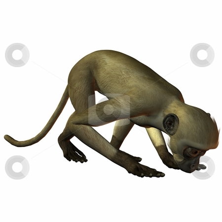 To use this stock image in your creative project, please select the size you need over to the right and click the "Add to Cart" button.
Your downloaded image will come with the Cutcaster watermark removed so don’t worry about the watermark you see on this page. Monkey stock photo, 3D Render of an Monkey by Andreas Meyer