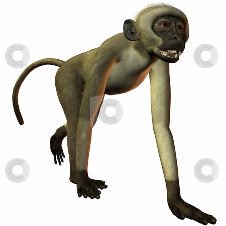 To use this stock image in your creative project, please select the size you need over to the right and click the "Add to Cart" button.
Your downloaded image will come with the Cutcaster watermark removed so don’t worry about the watermark you see on this page. Monkey stock photo, 3D Render of an Monkey by Andreas Meyer