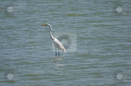 To use this stock image in your creative project, please select the size you need over to the right and click the "Add to Cart" button.
Your downloaded image will come with the Cutcaster watermark removed so don’t worry about the watermark you see on this page. Great Egret stock photo, The Great Egret Ardea alba, also known as the Great White Egret, or Common Egret, is a wading egret, found in most of the tropical and warmer temperate parts of the world by Mariusz Jurgielewicz