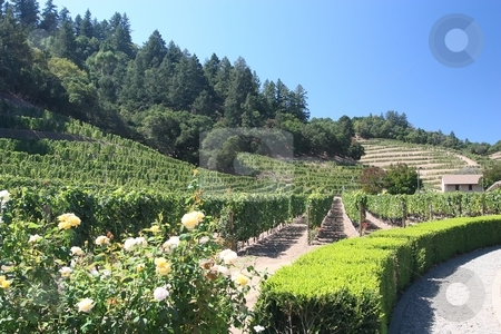 To use this stock image in your creative project, please select the size you need over to the right and click the "Add to Cart" button.
Your downloaded image will come with the Cutcaster watermark removed so don’t worry about the watermark you see on this page. Napa winery stock photo, Vineyard in the wine growing region of Napa, California. by Mariusz Jurgielewicz