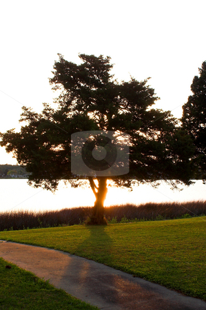 To use this stock image in your creative project, please select the size you need over to the right and click the "Add to Cart" button.
Your downloaded image will come with the Cutcaster watermark removed so don’t worry about the watermark you see on this page. Spruce Trees stock photo, Spruce trees in a yard at the coast. by Robert Byron