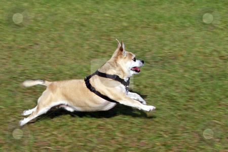 To use this stock image in your creative project, please select the size you need over to the right and click the "Add to Cart" button.
Your downloaded image will come with the Cutcaster watermark removed so don’t worry about the watermark you see on this page. Run Pepe Run stock photo, Dog, Pepe, running across the grass, full stretch. by Lucy Clark