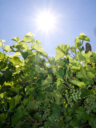 To use this stock image in your creative project, please select the size you need over to the right and click the "Add to Cart" button.
Your downloaded image will come with the Cutcaster watermark removed so don’t worry about the watermark you see on this page. Vineyard in Summer stock photo, Vineyard against bright summer sun with blue sky by Laurent Dambies