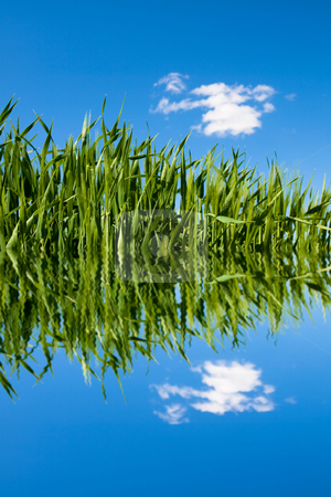 To use this stock image in your creative project, please select the size you need over to the right and click the "Add to Cart" button.
Your downloaded image will come with the Cutcaster watermark removed so don’t worry about the watermark you see on this page. Green wheat field with water ripples stock photo, Green wheat field at spring under blue with clouds reflecting on water by Laurent Dambies