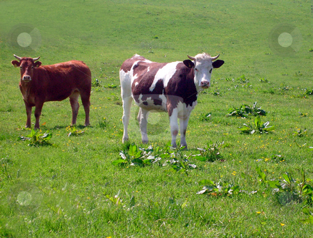 To use this stock image in your creative project, please select the size you need over to the right and click the "Add to Cart" button.
Your downloaded image will come with the Cutcaster watermark removed so don’t worry about the watermark you see on this page. Portrait of cows in countryside stock photo, Beef cows stood in countryside rural scene, England. by Martin Crowdy