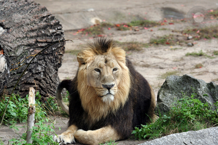 To use this stock image in your creative project, please select the size you need over to the right and click the "Add to Cart" button.
Your downloaded image will come with the Cutcaster watermark removed so don’t worry about the watermark you see on this page. Portrait of noble male lion. stock photo, Portrait of a noble male lion lying on ground. by Martin Crowdy