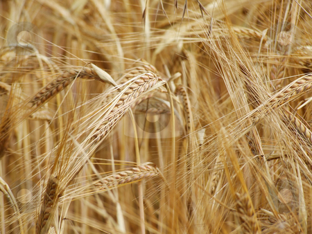 To use this stock image in your creative project, please select the size you need over to the right and click the "Add to Cart" button.
Your downloaded image will come with the Cutcaster watermark removed so don’t worry about the watermark you see on this page. Wheat growing close up stock photo, Close up of wheat growing in the field by Juliet Photography