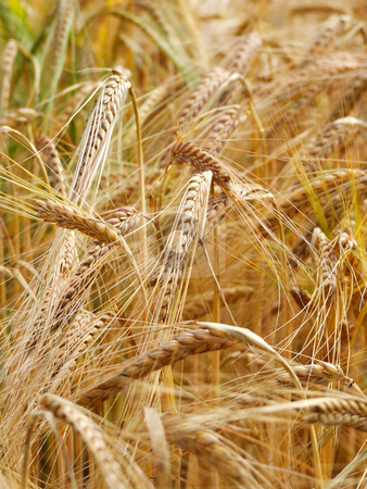 To use this stock image in your creative project, please select the size you need over to the right and click the "Add to Cart" button.
Your downloaded image will come with the Cutcaster watermark removed so don’t worry about the watermark you see on this page. Wheat close up stock photo, Close up of wheat growing in the field by Juliet Photography