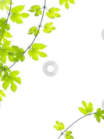 To use this stock image in your creative project, please select the size you need over to the right and click the "Add to Cart" button.
Your downloaded image will come with the Cutcaster watermark removed so don’t worry about the watermark you see on this page. Green vine leaves background stock photo, Grean, vine leaves in summer background. by Juliet Photography