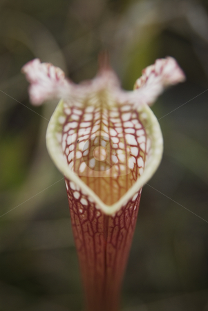 To use this stock image in your creative project, please select the size you need over to the right and click the "Add to Cart" button.
Your downloaded image will come with the Cutcaster watermark removed so don’t worry about the watermark you see on this page. Pitcher Plant stock photo, Carnivorous Pitcher Plant (Sarracenia leucophylla) by A Cotton Photo