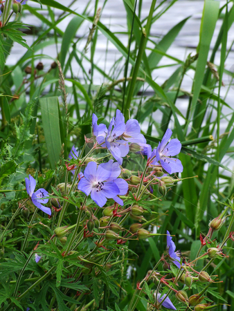 To use this stock image in your creative project, please select the size you need over to the right and click the "Add to Cart" button.
Your downloaded image will come with the Cutcaster watermark removed so don’t worry about the watermark you see on this page. Blue flowers stock photo, Wild, blue flowers growing in the grass. by Juliet Photography