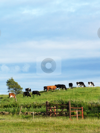 To use this stock image in your creative project, please select the size you need over to the right and click the "Add to Cart" button.
Your downloaded image will come with the Cutcaster watermark removed so don’t worry about the watermark you see on this page. Cows on the hill stock photo, Cows on the hill on a sunny day. by Juliet Photography