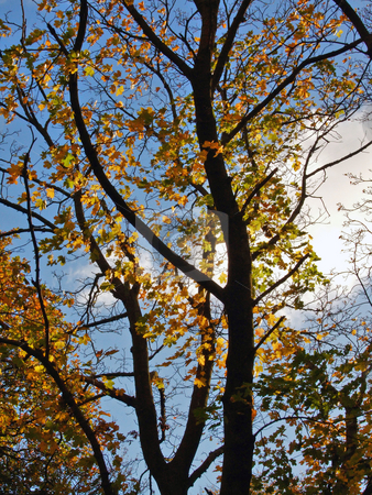 To use this stock image in your creative project, please select the size you need over to the right and click the "Add to Cart" button.
Your downloaded image will come with the Cutcaster watermark removed so don’t worry about the watermark you see on this page. Autumn stock photo, Autumn trees against blue sky. by Juliet Photography