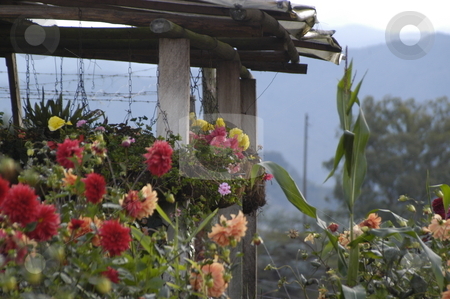 To use this stock image in your creative project, please select the size you need over to the right and click the "Add to Cart" button.
Your downloaded image will come with the Cutcaster watermark removed so don’t worry about the watermark you see on this page. Flowers in Medellin stock photo, by William Armenta