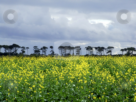 To use this stock image in your creative project, please select the size you need over to the right and click the "Add to Cart" button.
Your downloaded image will come with the Cutcaster watermark removed so don’t worry about the watermark you see on this page. Yellow fields stock photo, Yellow fields of canola. by Juliet Photography