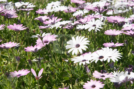 To use this stock image in your creative project, please select the size you need over to the right and click the "Add to Cart" button.
Your downloaded image will come with the Cutcaster watermark removed so don’t worry about the watermark you see on this page. Spring texture stock photo, Spring texture of pink and white flowers seasonal and nature concepts by EVANGELOS THOMAIDIS