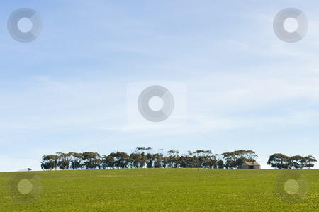 To use this stock image in your creative project, please select the size you need over to the right and click the "Add to Cart" button.
Your downloaded image will come with the Cutcaster watermark removed so don’t worry about the watermark you see on this page. Green Winter fields with blue skies stock photo, Green fields during Winter with blue skies. by Nicolaas Traut