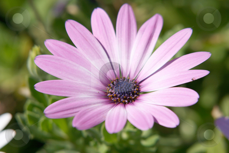 To use this stock image in your creative project, please select the size you need over to the right and click the "Add to Cart" button.
Your downloaded image will come with the Cutcaster watermark removed so don’t worry about the watermark you see on this page. Pink flower stock photo, Pink flower closeup seasonal and nature concepts by EVANGELOS THOMAIDIS