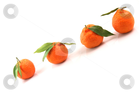 To use this stock image in your creative project, please select the size you need over to the right and click the "Add to Cart" button.
Your downloaded image will come with the Cutcaster watermark removed so don’t worry about the watermark you see on this page. Mandarins with copy space stock photo, Four mandarin front uper diagonal view with copy space isolated on white background fruits and agriculture concepts by EVANGELOS THOMAIDIS
