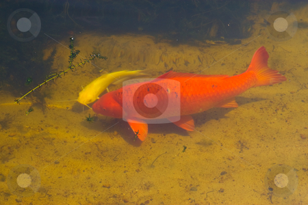 To use this stock image in your creative project, please select the size you need over to the right and click the "Add to Cart" button.
Your downloaded image will come with the Cutcaster watermark removed so don’t worry about the watermark you see on this page. Fish Pond stock photo, Two large fish smimming in a pond by Jack Schiffer