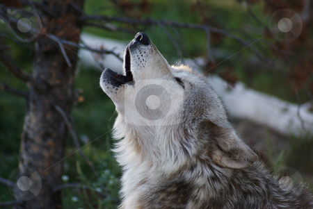 To use this stock image in your creative project, please select the size you need over to the right and click the "Add to Cart" button.
Your downloaded image will come with the Cutcaster watermark removed so don’t worry about the watermark you see on this page. Howling wolf stock photo, A wolf howling in the evening. by Michelle Kane