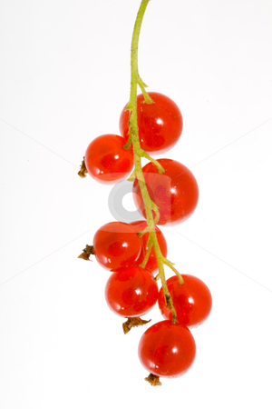 To use this stock image in your creative project, please select the size you need over to the right and click the "Add to Cart" button.
Your downloaded image will come with the Cutcaster watermark removed so don’t worry about the watermark you see on this page. Red Currants stock photo, A bunch of berries of red currant - Ribes rubrum by Petr Koudelka