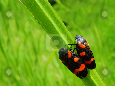 To use this stock image in your creative project, please select the size you need over to the right and click the "Add to Cart" button.
Your downloaded image will come with the Cutcaster watermark removed so don’t worry about the watermark you see on this page. Two bugs stock photo, Two bugs standing on a grass side by side by Ivan Paunovic
