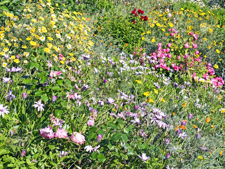 To use this stock image in your creative project, please select the size you need over to the right and click the "Add to Cart" button.
Your downloaded image will come with the Cutcaster watermark removed so don’t worry about the watermark you see on this page. Flowers field stock photo, by Sinisa Botas