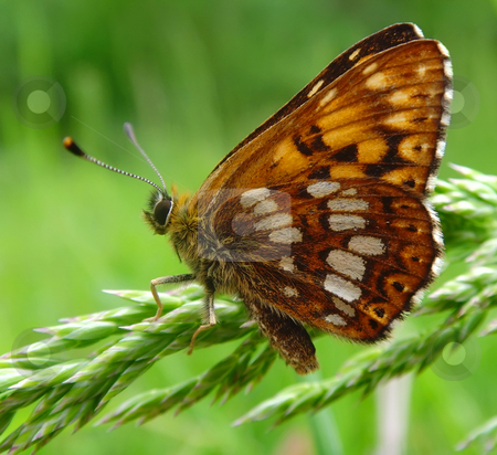 To use this stock image in your creative project, please select the size you need over to the right and click the "Add to Cart" button.
Your downloaded image will come with the Cutcaster watermark removed so don’t worry about the watermark you see on this page. Butterfly stock photo, A rusty dotted butterfly on a grass by Ivan Paunovic