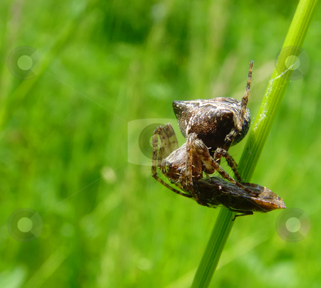 To use this stock image in your creative project, please select the size you need over to the right and click the "Add to Cart" button.
Your downloaded image will come with the Cutcaster watermark removed so don’t worry about the watermark you see on this page. Spider eating a fly stock photo, A close up of a spider eating a fly by Ivan Paunovic