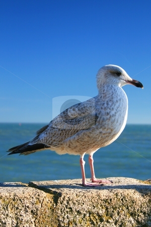To use this stock image in your creative project, please select the size you need over to the right and click the "Add to Cart" button.
Your downloaded image will come with the Cutcaster watermark removed so don’t worry about the watermark you see on this page. Seagull stock photo, Seagull by Louise Blankley