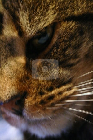 To use this stock image in your creative project, please select the size you need over to the right and click the "Add to Cart" button.
Your downloaded image will come with the Cutcaster watermark removed so don’t worry about the watermark you see on this page. Cat stock photo, Macro of tabby cat by Louise Blankley