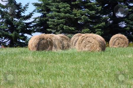 To use this stock image in your creative project, please select the size you need over to the right and click the "Add to Cart" button.
Your downloaded image will come with the Cutcaster watermark removed so don’t worry about the watermark you see on this page. Hay stock photo, Round hay bales in a green pasture with trees behind. by Steve Stedman