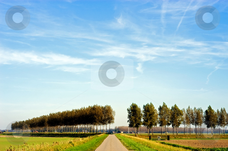 To use this stock image in your creative project, please select the size you need over to the right and click the "Add to Cart" button.
Your downloaded image will come with the Cutcaster watermark removed so don’t worry about the watermark you see on this page. Landscape with poplars stock photo, Typical Dutch flat polder landscape by Wino Evertz