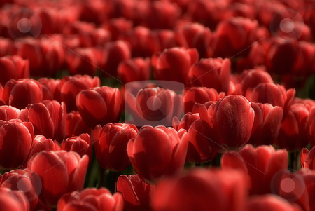 To use this stock image in your creative project, please select the size you need over to the right and click the "Add to Cart" button.
Your downloaded image will come with the Cutcaster watermark removed so don’t worry about the watermark you see on this page. Deep red tulips only stock photo, Deep red tulips monochrome by Wino Evertz